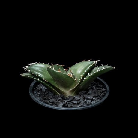 アガベ チタノタ 白鯨 / Agave titanota ‘White Whale’ #49
