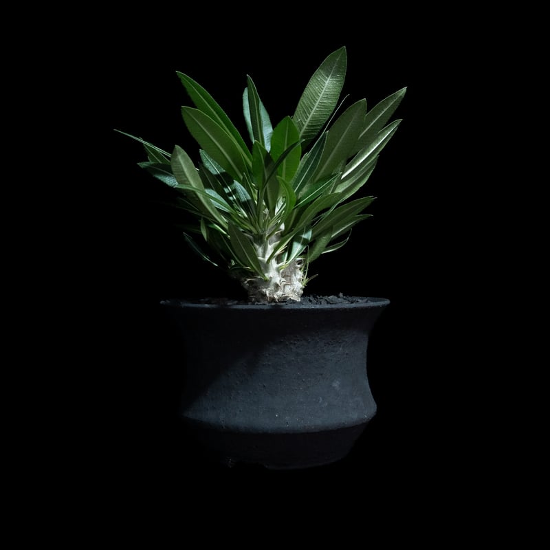 パキポディウム マカイエンセ / Pachypodium makayense #4 | Duc