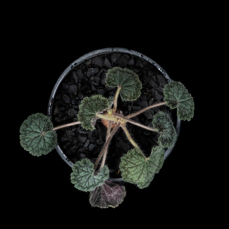 ペラルゴニウム バークリー / Pelargonium barklyi #1