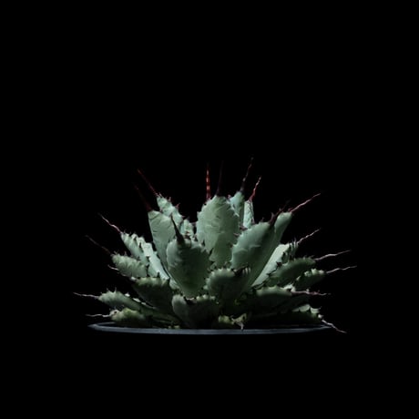 アガベ 八荒雷神 / Agave potatorum × macroacantha #1