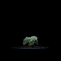 モンソニア ペニクリナム / Monsonia peniculina #26