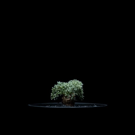 モンソニア ペニクリナム / Monsonia peniculina #26