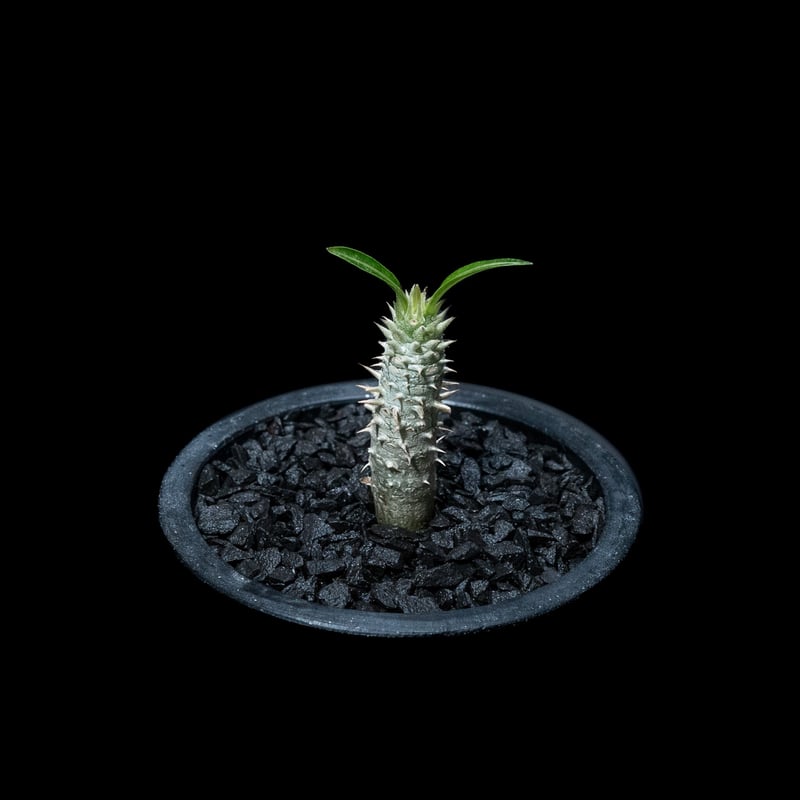 パキポディウム イノピナツム / Pachypodium rosulatum var.inop