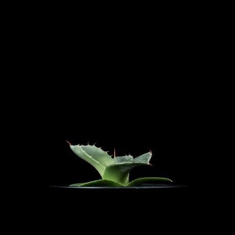 アガベ パリー トルンカータ / Agave parryi var. truncata #5