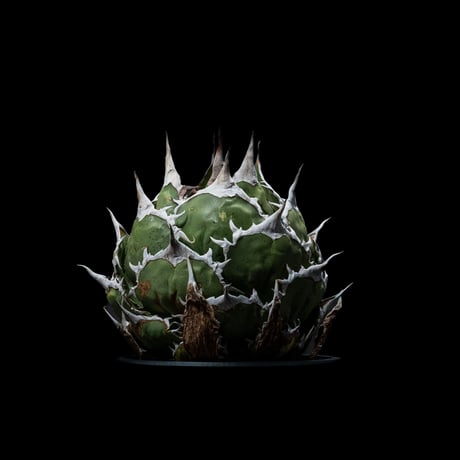アガベ チタノタ 魚刺 / Agave titanota ‘Fish Spine’ #1