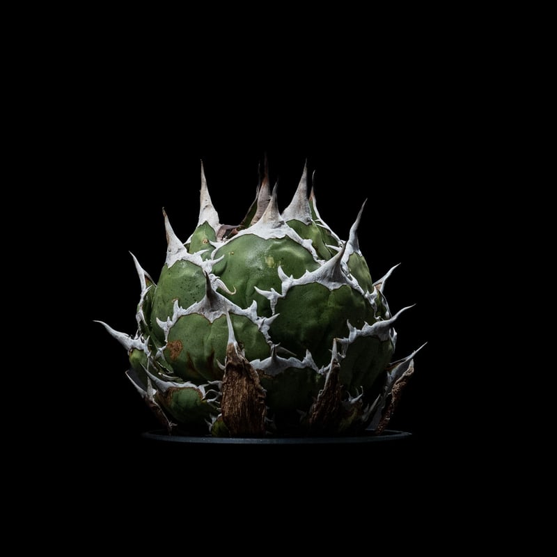 アガベ チタノタ 魚刺 / Agave titanota 'Fish Spine' #1 |