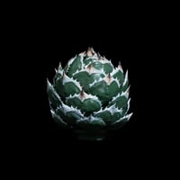 LOBINDON アガベフィギュア 白鯨