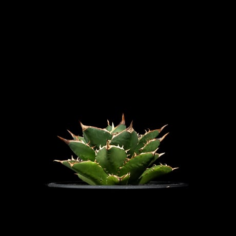 アガベ チタノタ 大島 / Agave titanota ‘Oshima’ #1