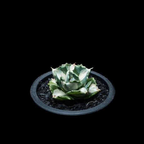 アガベ 王妃雷神 白中斑/ Agave isthmensis ‘Ouhi Raijin’ mediopicta alba