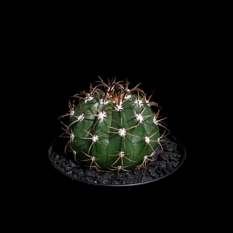 メロカクタス マタンザナス / Melocactus matanzanus #1 | Duck