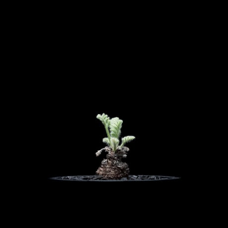 ペラルゴニウム アッペンディクラツム / Pelargonium appendiculatum #2