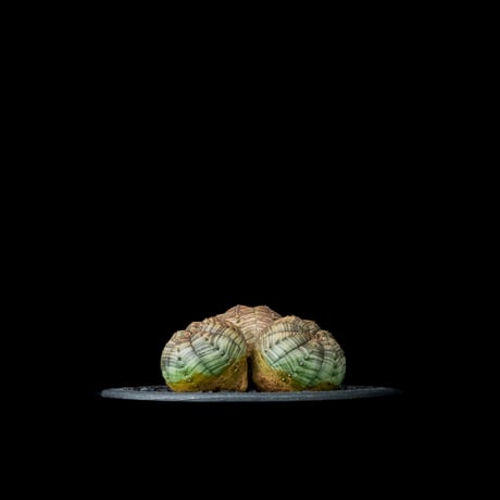 ユーフォルビア オベサ [多頭タイプ] / Euphorbia obesa f.caespitosa #12
