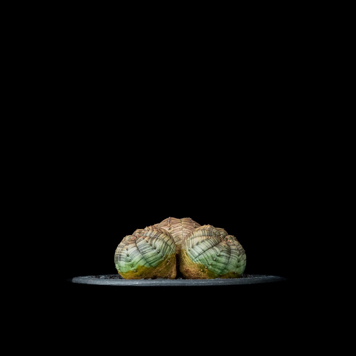 激レア 希少 多頭 選抜 ユーフォルビア オベサ Euphorbia obesa オールド】大株 ユーフォルビア・オベサ Euphorbia obesa - HANS 多肉