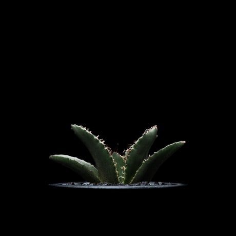 アガベ チタノタ 白鯨 / Agave titanota ‘White Whale’ #13