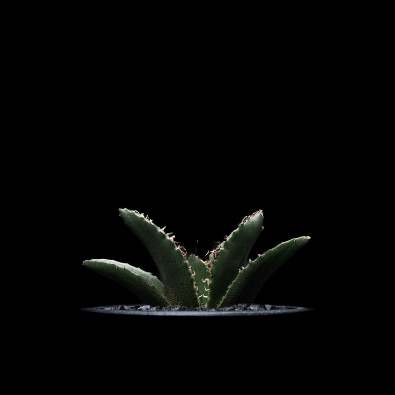アガベ チタノタ 白鯨 / Agave titanota 'White Whale' #13
