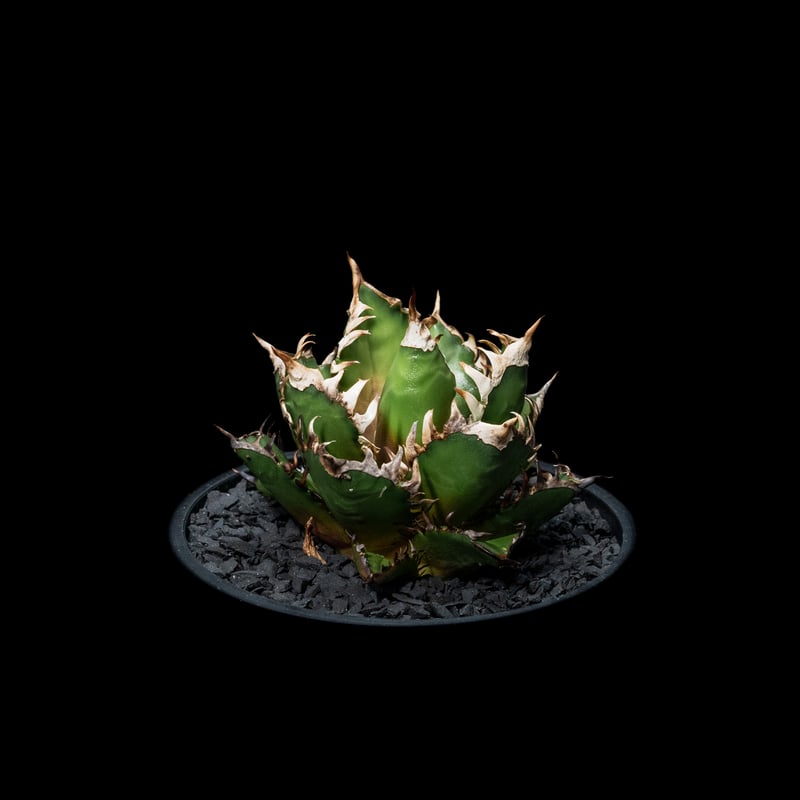 アガベ チタノタ レッド・キャットウィーズル / Agave titanota アガベ チタノタ レッド・キャットウィーズル / Agave titanota