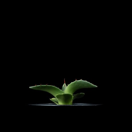アガベ パリー トルンカータ / Agave parryi var. truncata #4