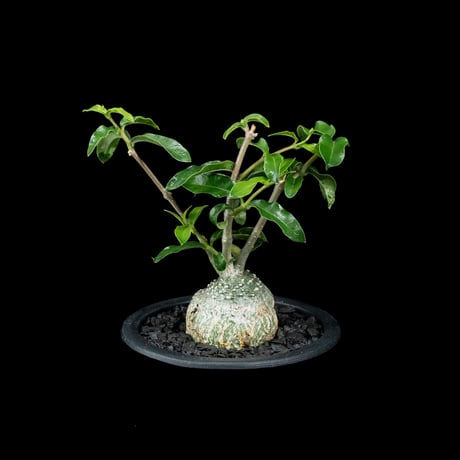 フォッケア エデュリス / Fockea edulis #7