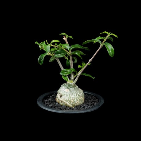 フォッケア エデュリス / Fockea edulis #7