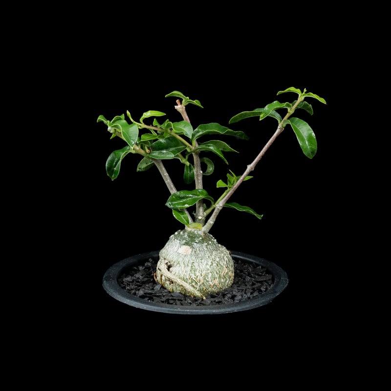 フォッケア エデュリス / Fockea edulis #7 | Ducks ( plants. )