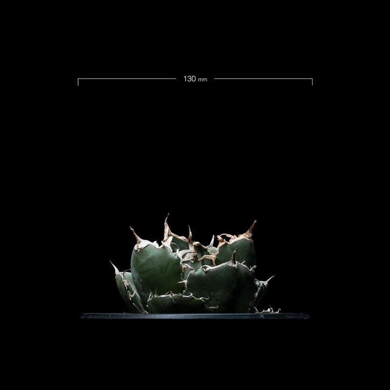 アガベ チタノタ 白鯨 / Agave titanota White Whale アガベ・チタノタ白鯨（ボールタイプ）中-065｜agave titanota white wh