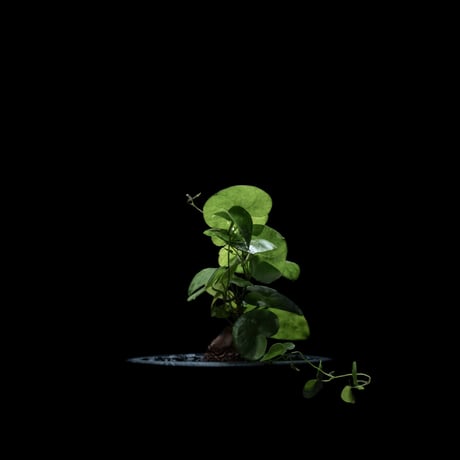 ディオスコレア 亀甲竜 / Dioscorea elephantipes #2