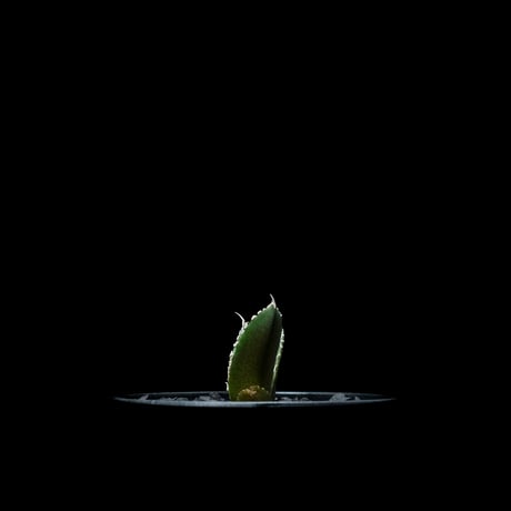 アガベ チタノタ 南アフリカダイヤモンド / Agave titanota ‘South Africa Diamond’ #2