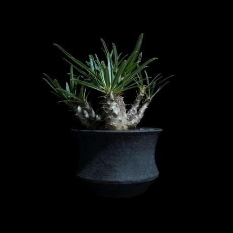 パキポディウム グラキリス / Pachypodium rosulatum var. gracilius #99