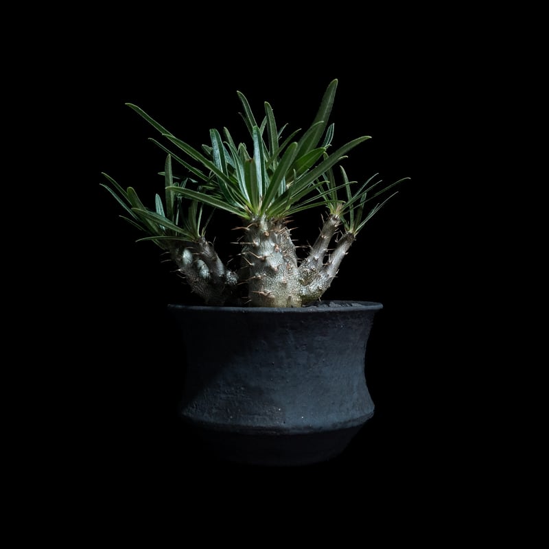 パキポディウム グラキリス / Pachypodium rosulatum var. grac