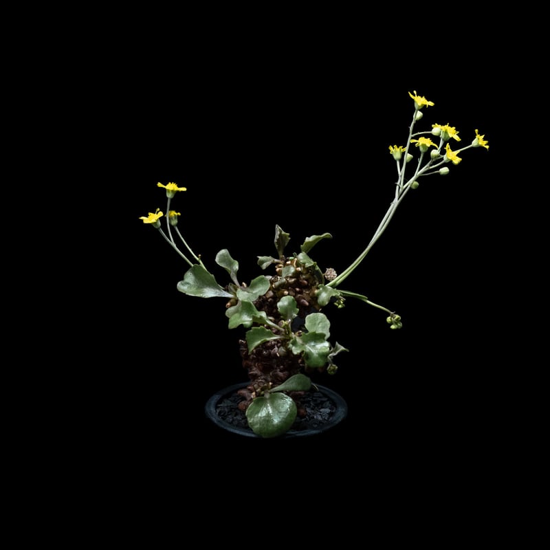 オトンナ ヘレー / Othonna herrei #1 | Ducks ( plants. )