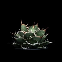 アガベ チタノタ 金剛 / Agave titanota 'King Kong' #1 |