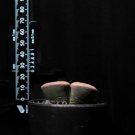 リトープス 紫褐紫勲玉 / Lithops lesliei var.rubrobrunnea