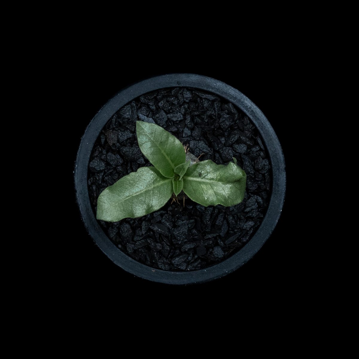 種子 20粒 パキポディウム レアリー Pachypodium lealii 種 種子 20粒 パキポディウム レアリー Pachypodium lealii 種