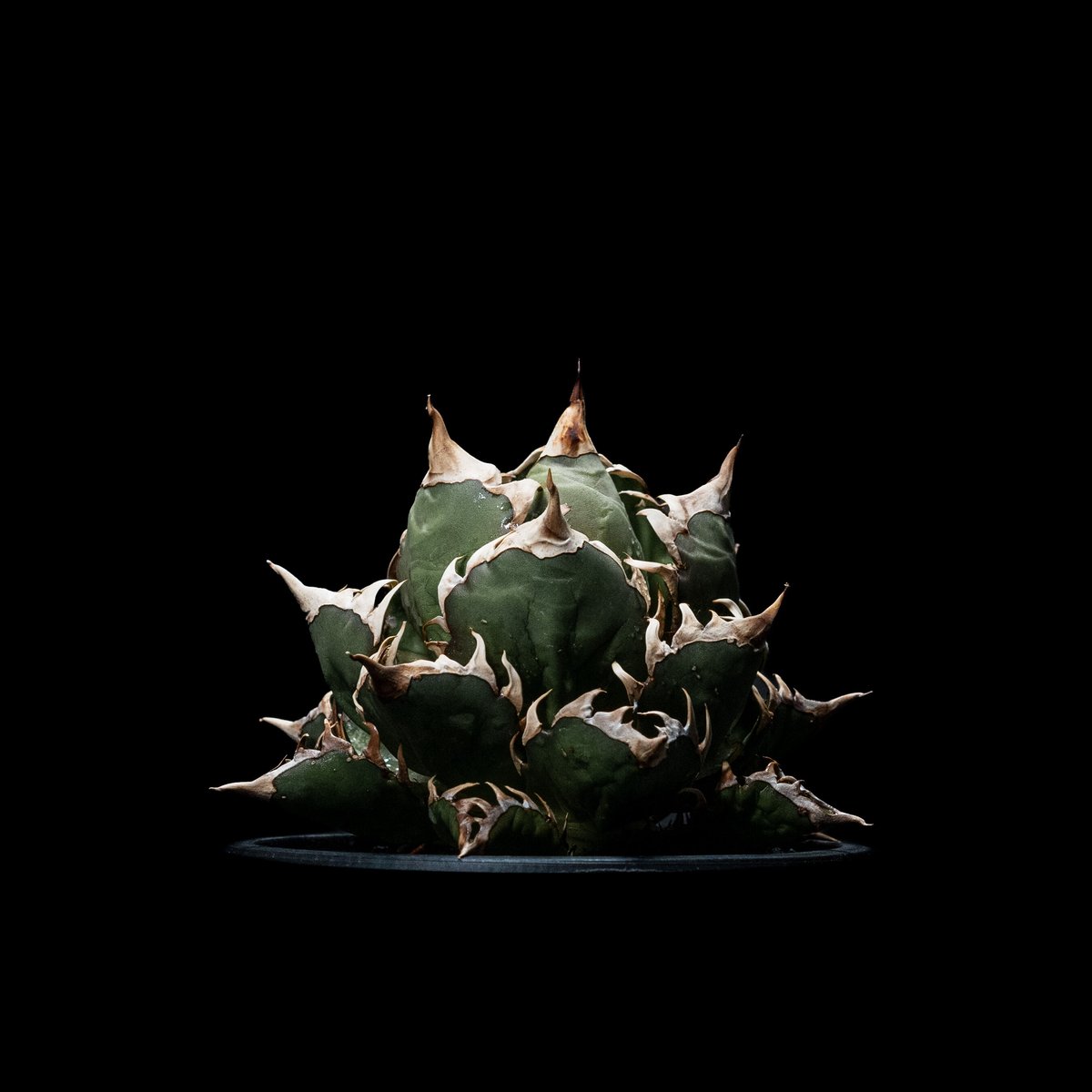 アガベ　チタノタ・レッドキャットウィーズル　ブツブツ アガベ・チタノタ'レッド・キャットウィーズル'の基本情報・育て