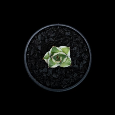 アガベ 王妃笹の雪 A型 白覆輪斑 ピンキー / Agave filifera var. compacta 'Pinky' #2