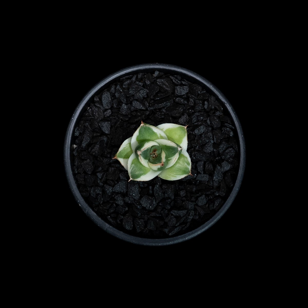 アガベ　王妃笹の雪A型　ピンキー fit=scale-down,w=1200