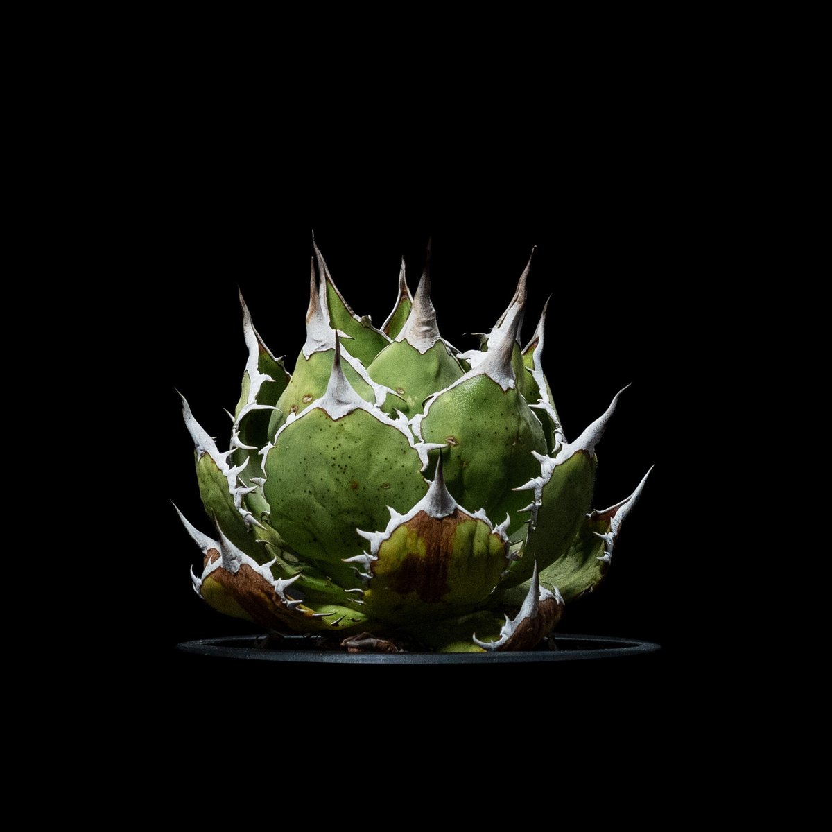 アガベ チタノタ 魚刺 / Agave titanota 'Fish Spine' #2 | アガベ チタノタ 魚刺 / Agave titanota 'Fish Spine' #2 |