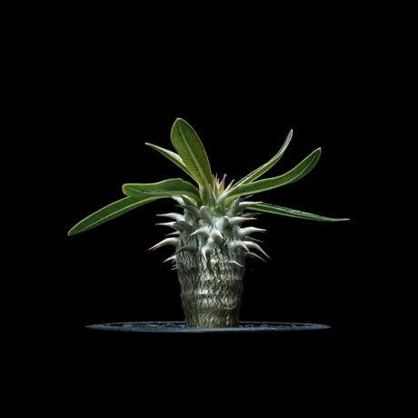 パキポディウム ホロンベンセ / Pachypodium horombense #1