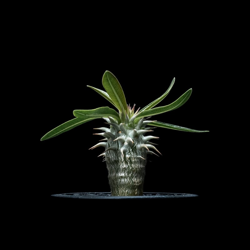 パキポディウム ホロンベンセ / Pachypodium horombense #1 | Du