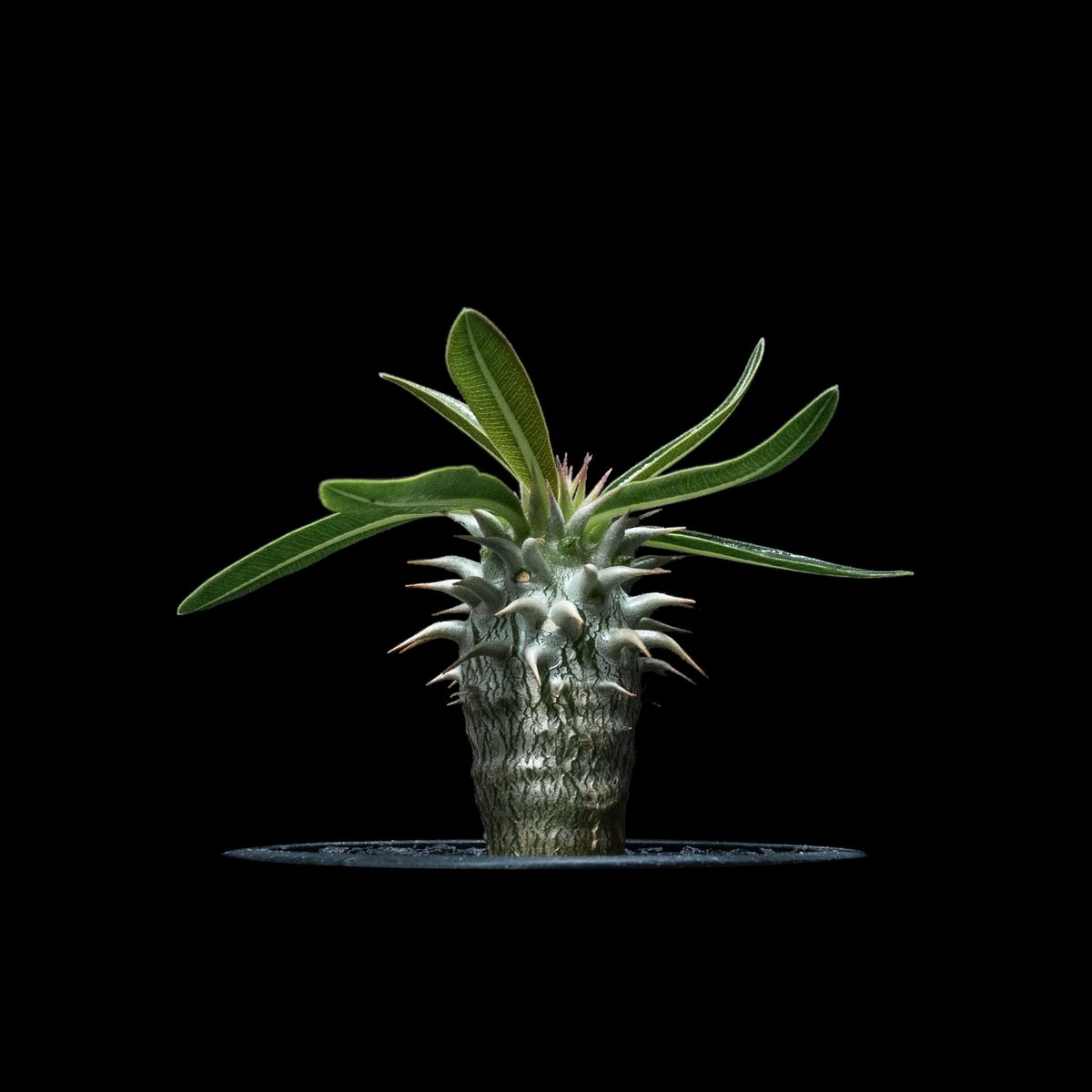 パキポディウム ホロンベンセ / Pachypodium horombense #1 | Du