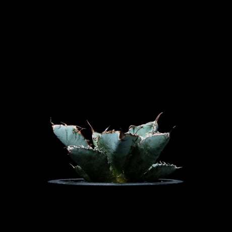アガベ チタノタ ブラック&ブルー / Agave titanota ‘Black & Blue’ #6