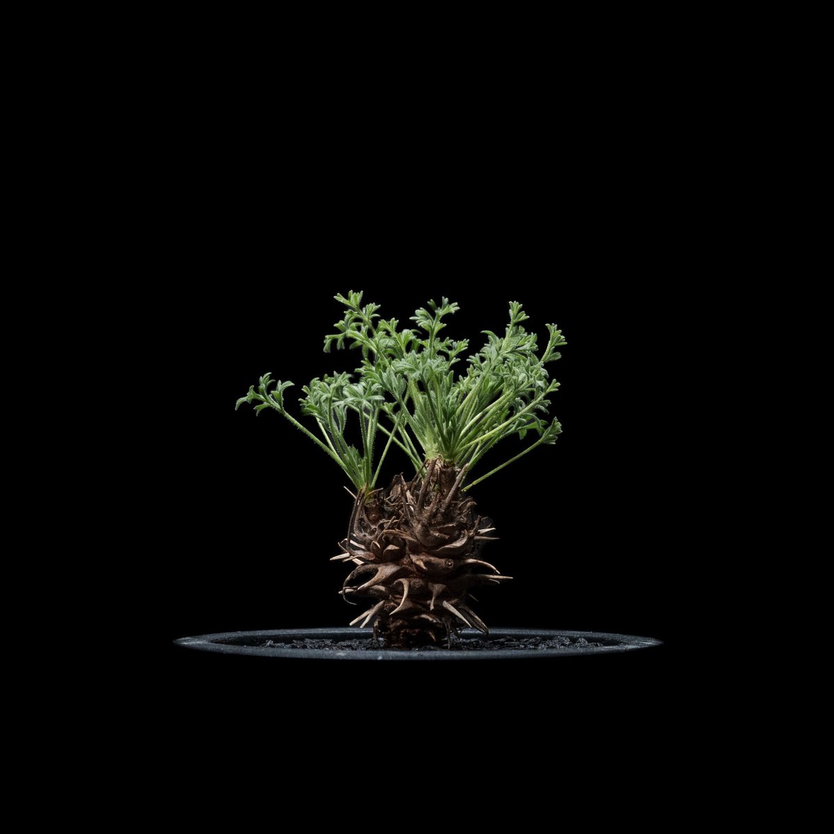 ペラルゴニウム ヒストリクス ペラルゴニウム ヒストリクス / Pelargonium hystrix #1 | Ducks