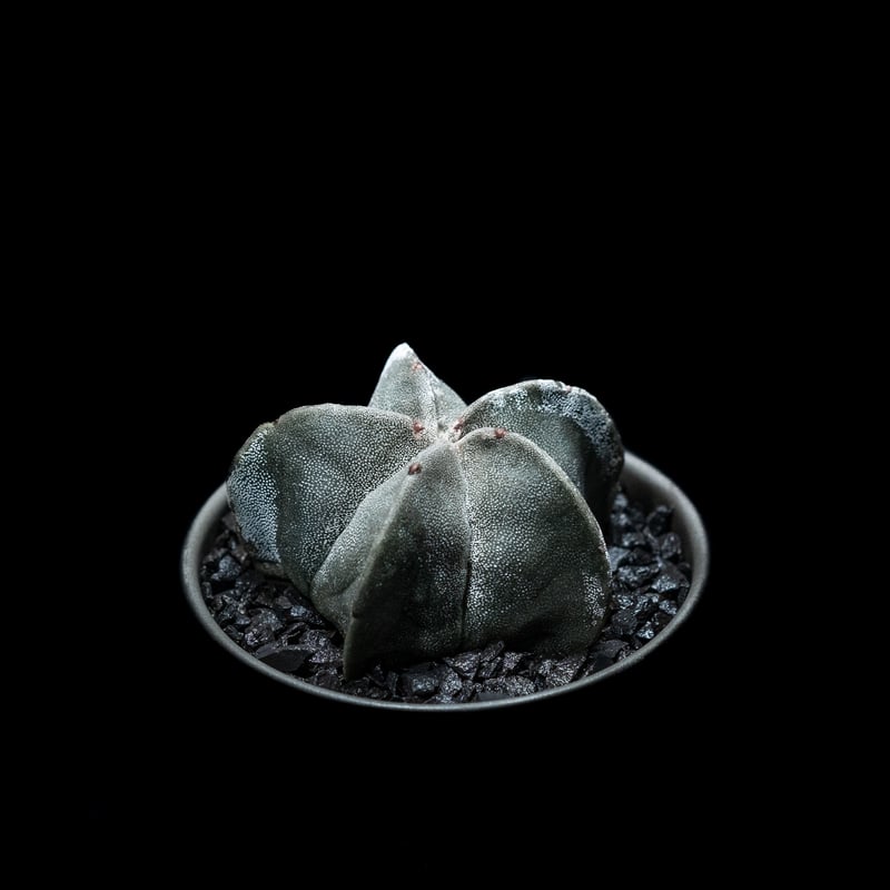 アストロフィツム 鸞鳳玉 / Astrophytum myriostigma | Ducks