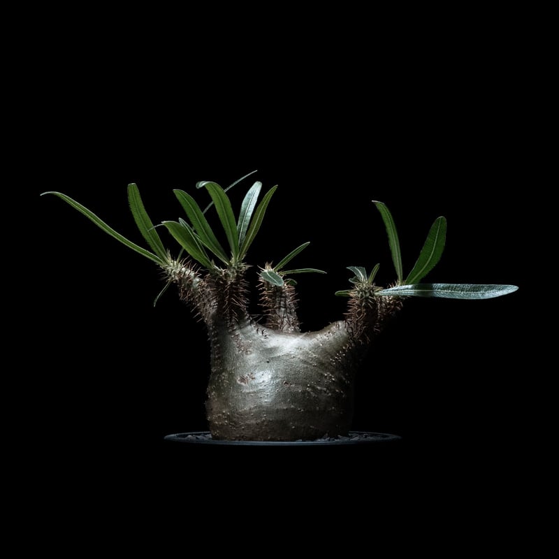 パキポディウム グラキリス / Pachypodium rosulatum var. grac