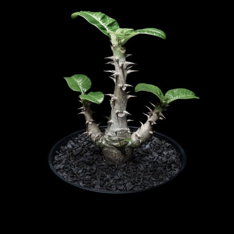 パキポディウム ウィンゾリー / Pachypodium baronii var. windsorii