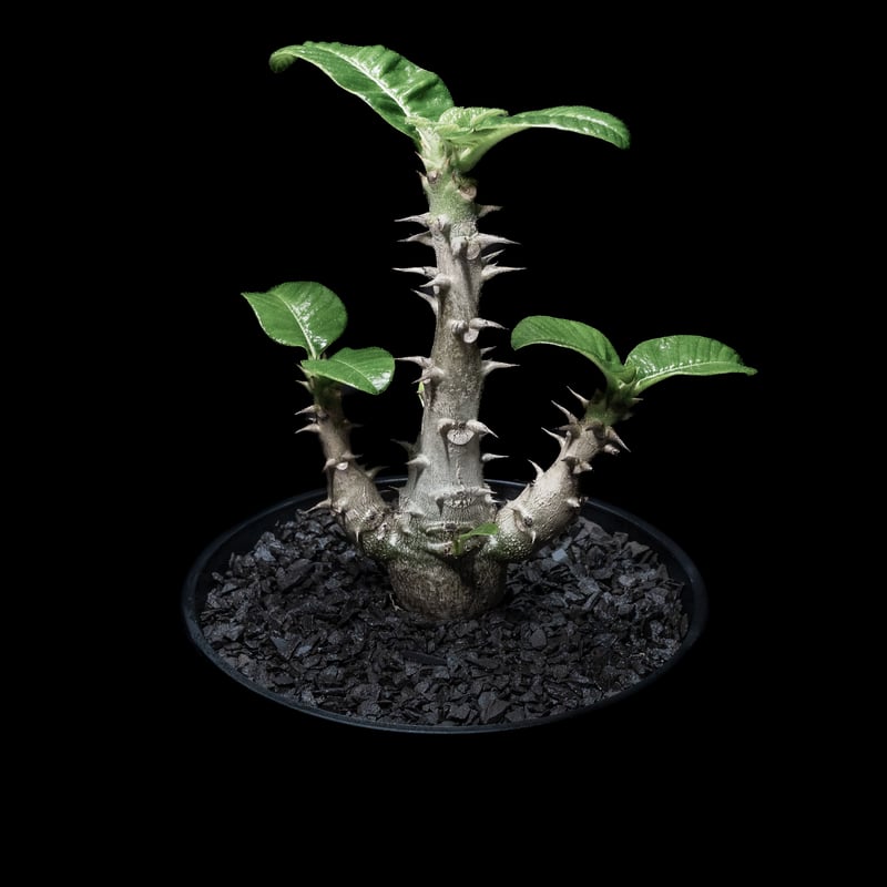 パキポディウム ウィンゾリー / Pachypodium baronii var. winds