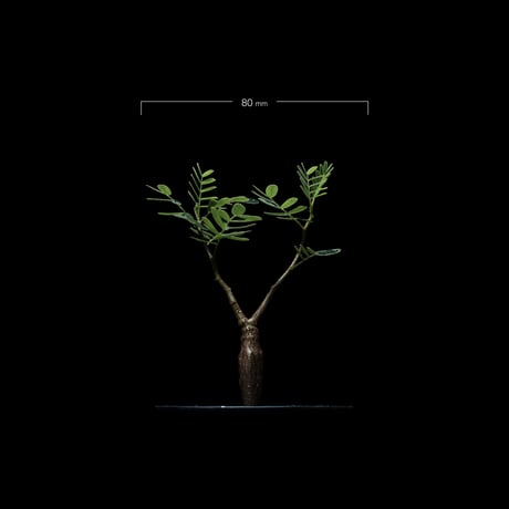 センナ メリディオナリス / Senna meridionalis #7