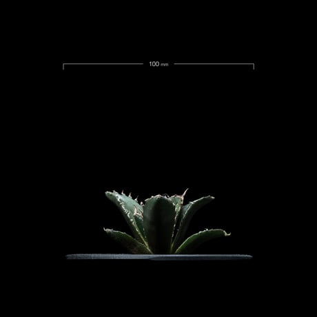 アガベ チタノタ 白鯨 / Agave titanota ‘White Whale’ #28