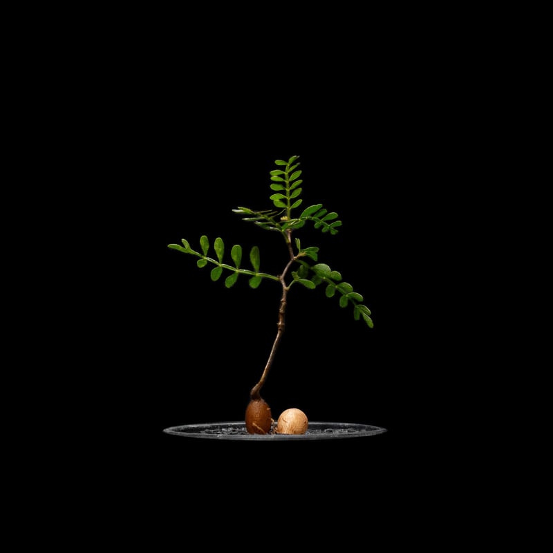 オペルクリカリア パキプス / Operculicarya pachypus #11 | D