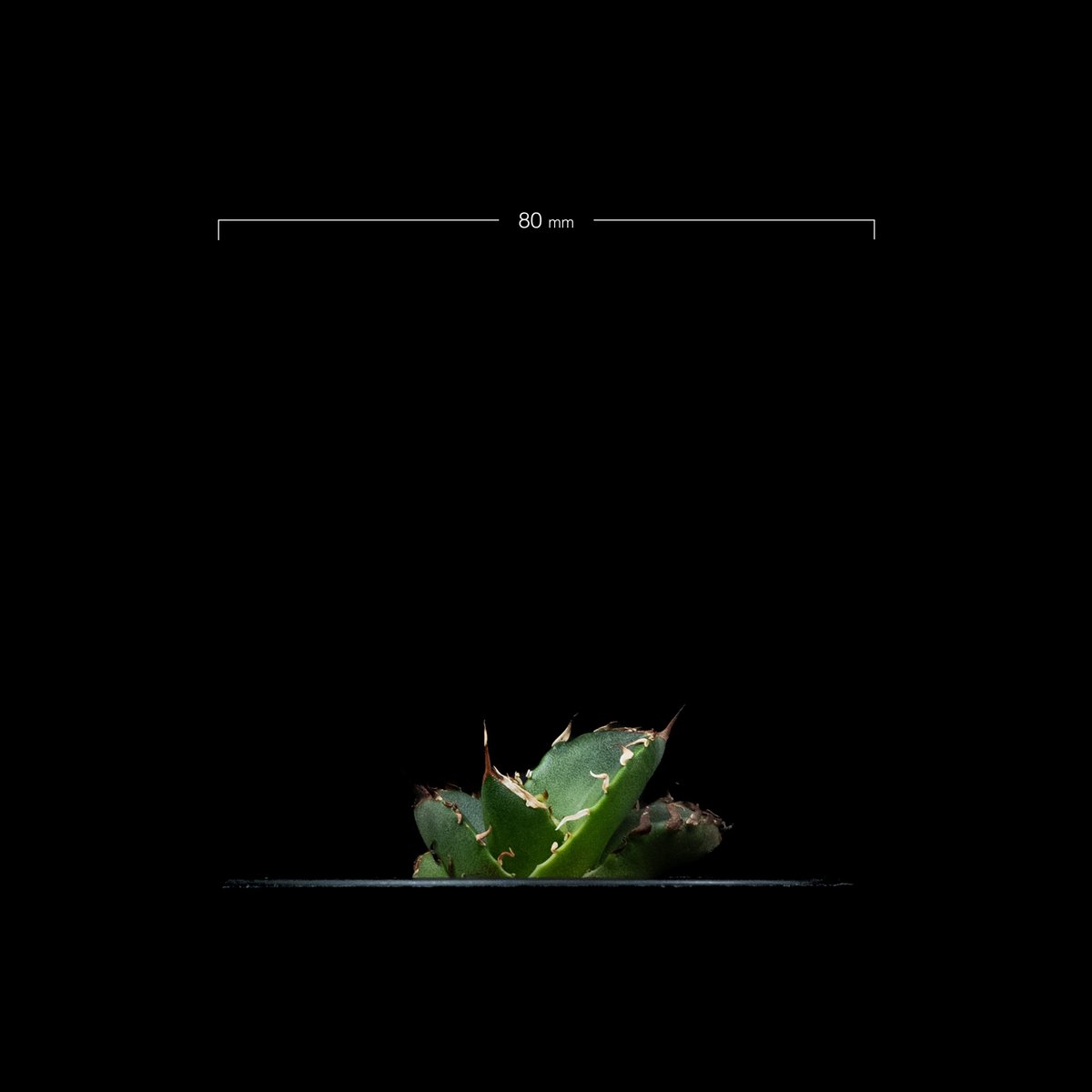 アガベ チタノタ 鬼爪 (カキ仔) / Agave titanota 'Ghost Claw'